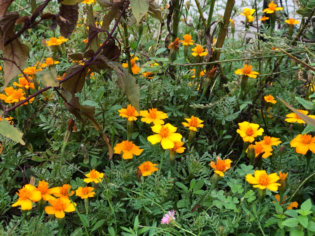 ガーデニング11月の花