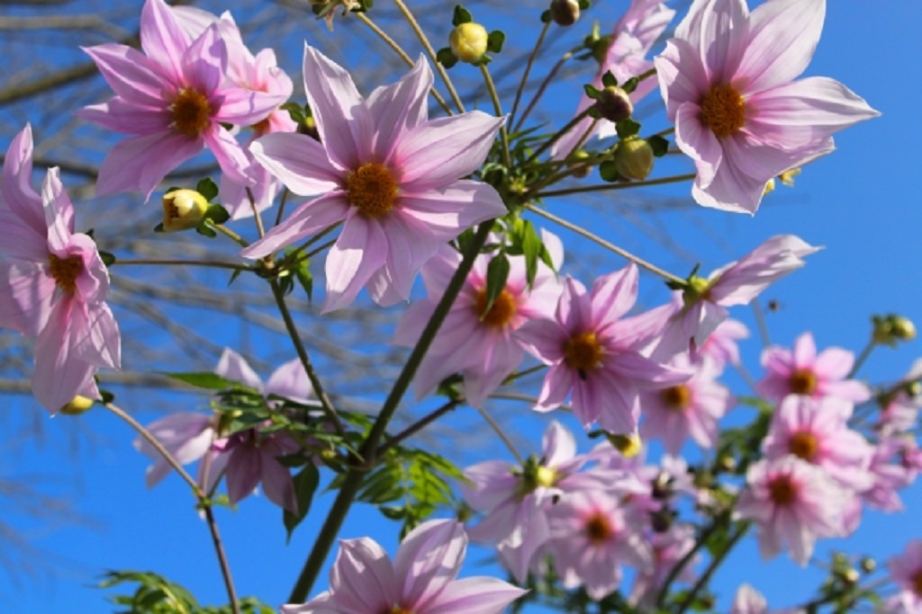 ガーデニング11月の花