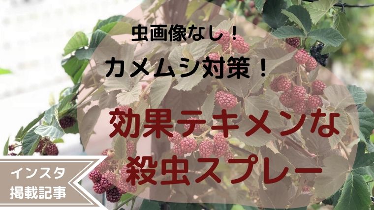 【虫画像なし！】超臭いカメムシから家を守れ！効果テキメンな殺虫剤はコレ！