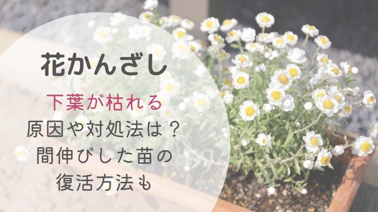 花かんざしの下葉が枯れる原因や対処法は？スカスカで間伸びした苗の復活方法も