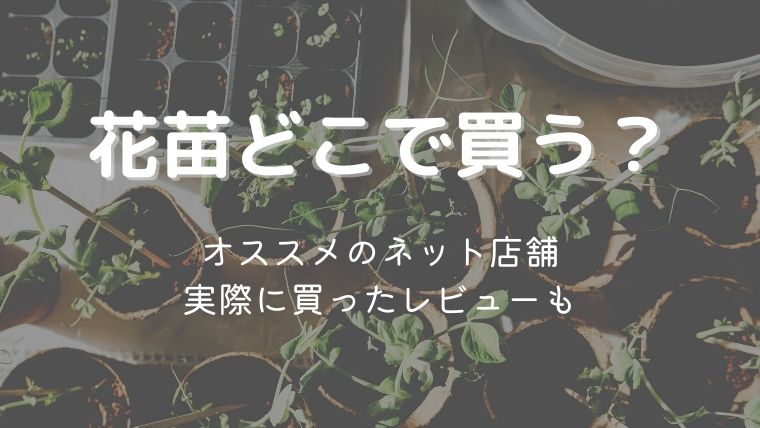 花苗、どこで買う？おすすめのネット店舗を全部紹介！実際に購入したレビュー付き