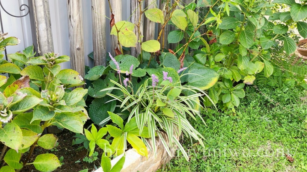 日陰花壇にオススメの植物はヤブラン