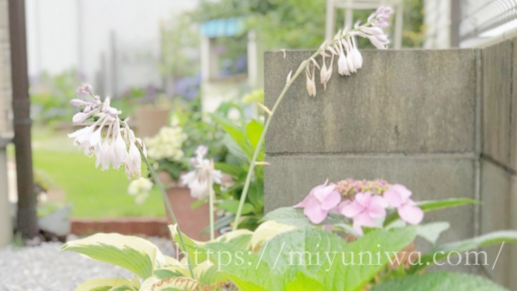 日陰花壇にオススメの花はホスタ（ギボウシ）