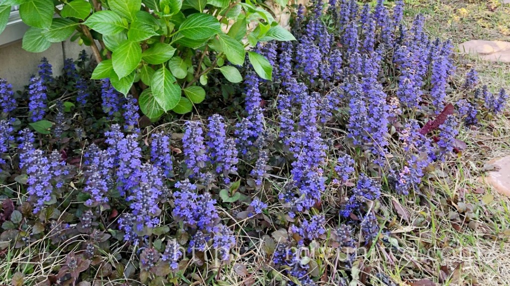 日陰花壇にオススメの花はアジュガ