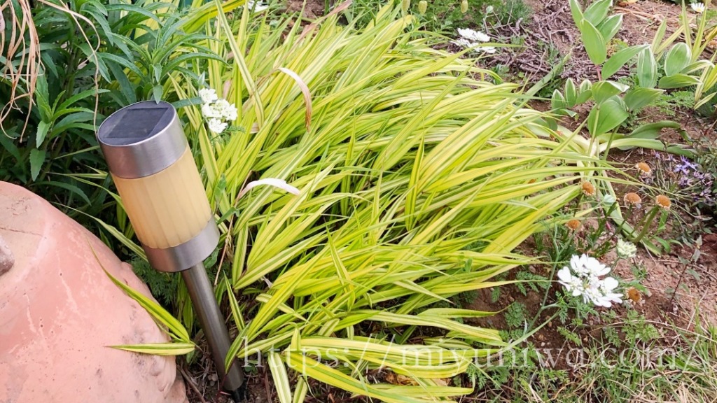 日陰花壇にオススメの植物はフウチソウ