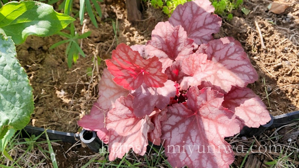 日陰花壇にオススメの植物はヒューケラ