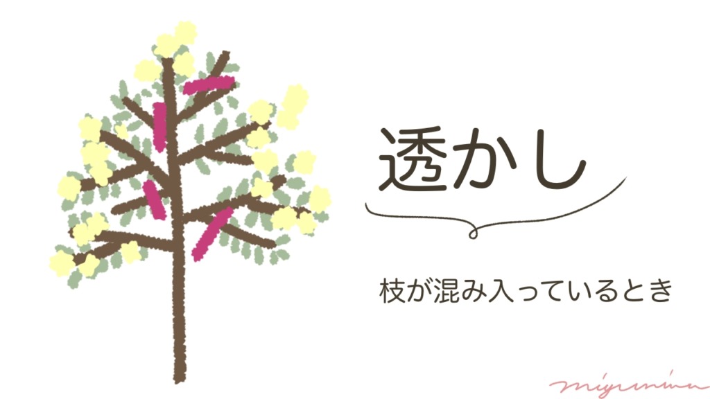 ミモザを切る場所はどこ？【図解】