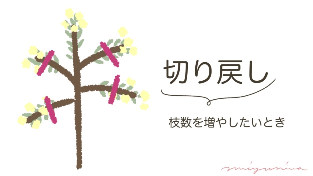 ミモザを切る場所はどこ？【図解】