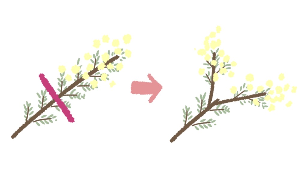 ミモザを切る場所はどこ？【図解】