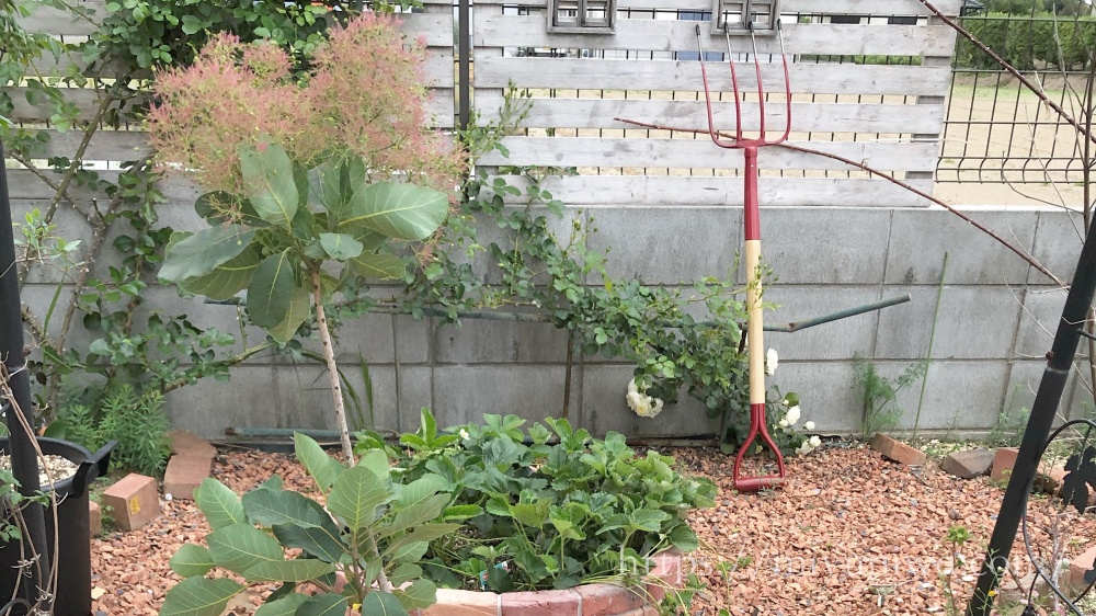 スモークツリーが咲かない原因は6つ、花を咲かせる方法も