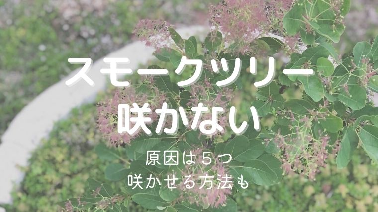 スモークツリーが咲かない原因は5つ！花を咲かせる方法も詳しく