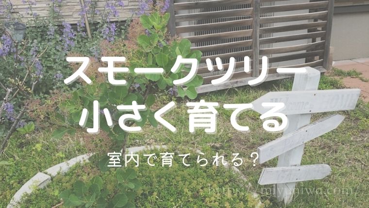 スモークツリーを小さく育てる方法！室内で育てることはできる？