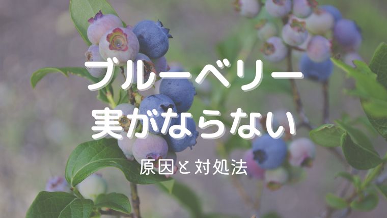 ブルーベリーの実がならない原因と対処法！実がなるまで何年かかる？