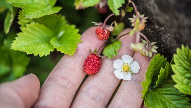 ワイルドストロベリーの花が咲かない理由