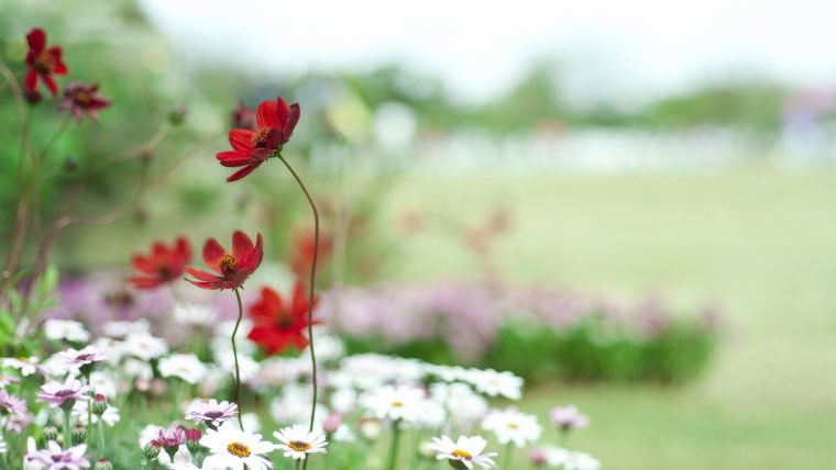 チョコレートコスモスの花が咲かない原因4つ！咲かせるための対処法も