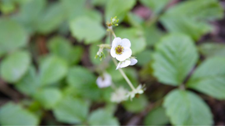 ワイルドストロベリーの花が咲かない理由