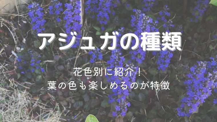 アジュガの種類を花色別に紹介！葉の色も楽しめるのが特徴