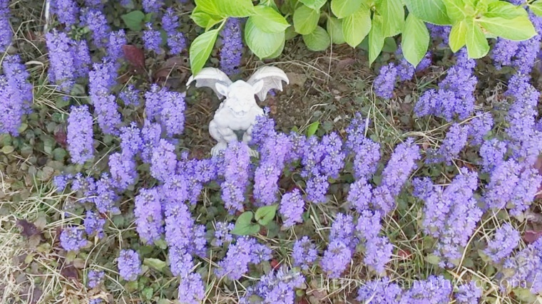 アジュガを植えてはいけないはウソ!?