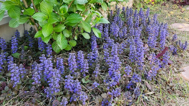 アジュガを植えてはいけない理由は増殖するから