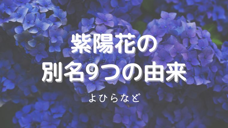 紫陽花の別名は「よひら」など9つ。由来や俳句で使えるのは？