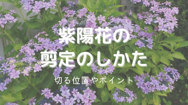 紫陽花の花が終わった後の剪定のしかた！切る位置やポイントも