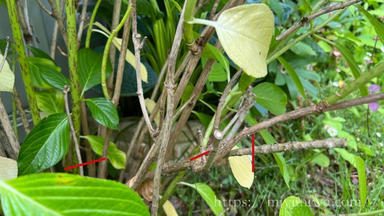 紫陽花の枯れ枝