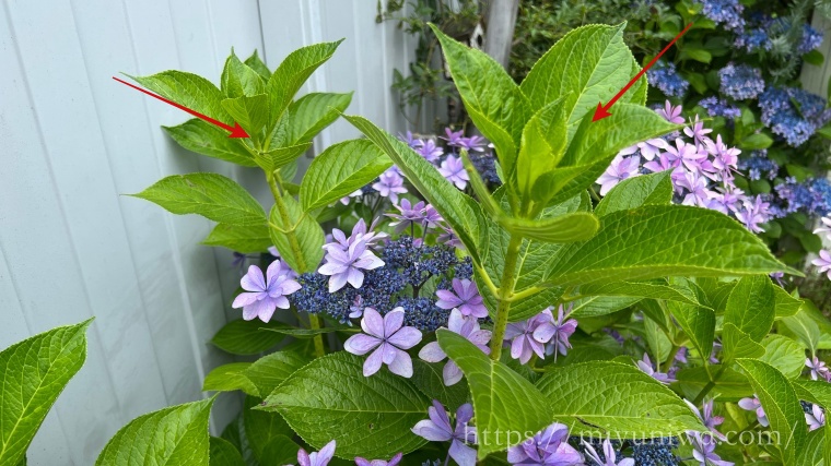 紫陽花の花後剪定のしかた