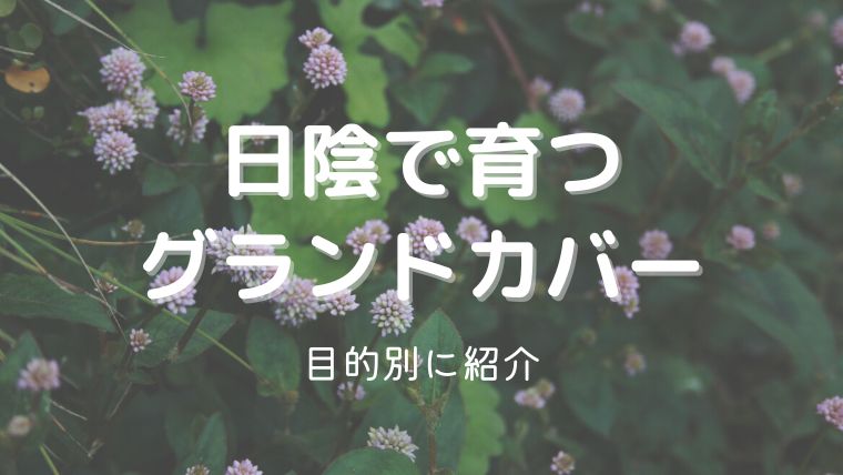 日陰で育つグランドカバー！花が咲く・和風・湿気のある場所向けなど目的別に紹介