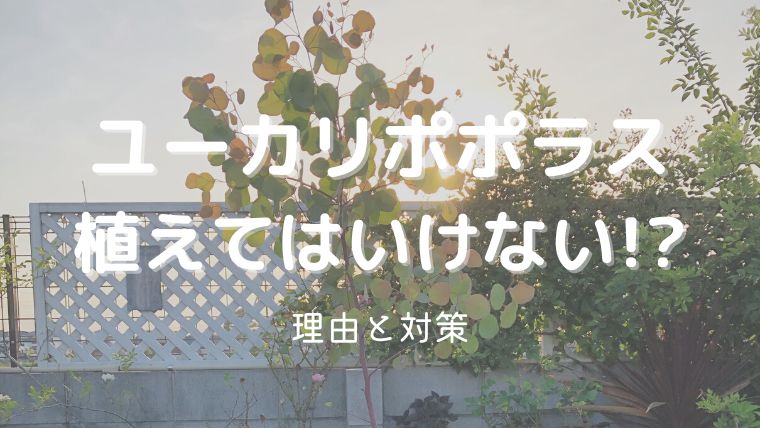 ユーカリポポラスは後悔するから植えてはいけない！？理由は驚異の生長力