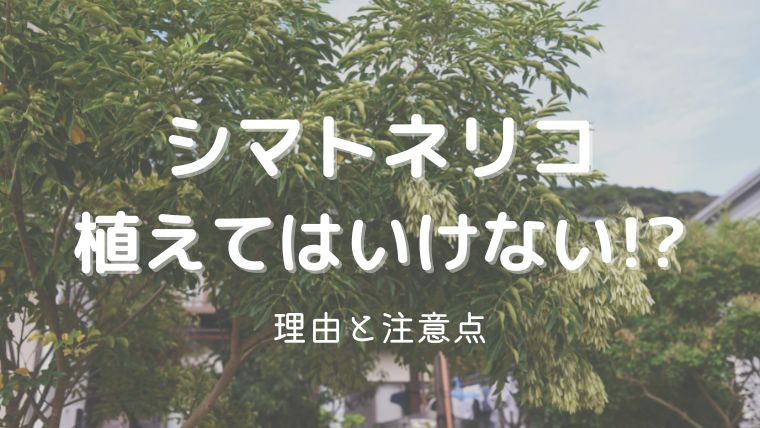 シマトネリコを植えてはいけない理由！後悔する前に知っておきたい2つのこと