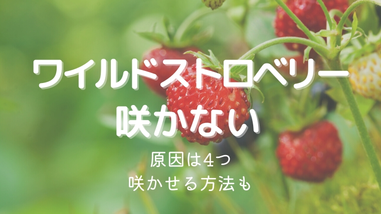 ワイルドストロベリーの花が咲かない原因4つ！葉っぱばかりなのはなぜ？対処法も