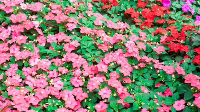 サンパチェンスの花が咲かない理由