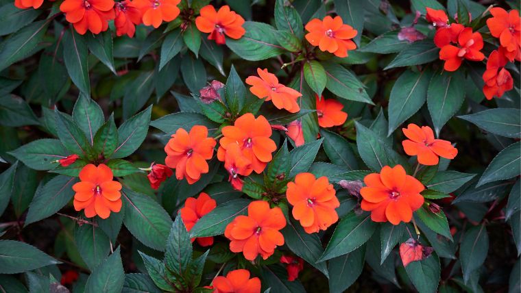 サンパチェンスの花が咲かない理由