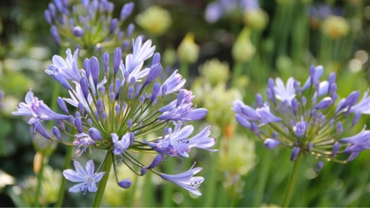 アガパンサスの花が咲かない原因と対処法