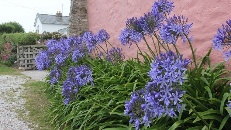 アガパンサスの花が咲かない原因と対処法