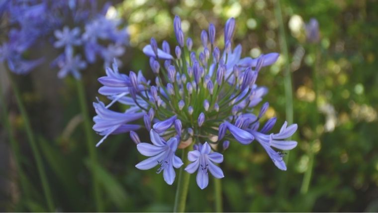 アガパンサスの花が咲かない原因と対処法