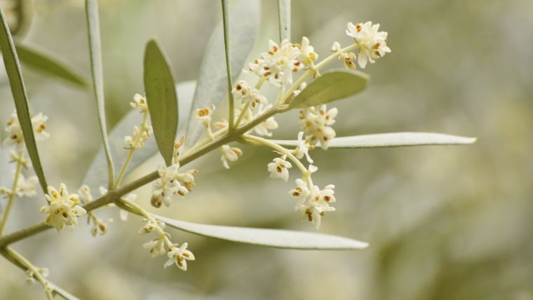 オリーブの花が咲かない原因と対処法