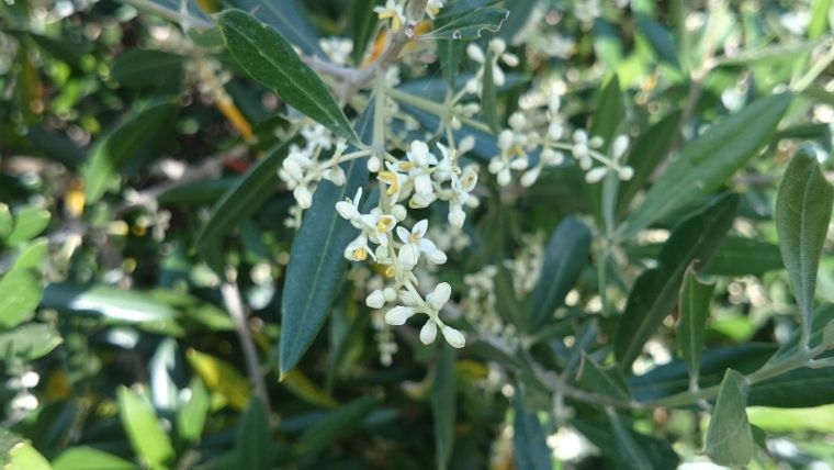 オリーブの花が咲かない原因1つ目・木が若い