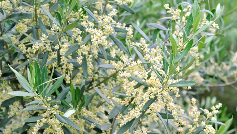 オリーブの花が咲かない原因2つめ・剪定の時期が間違っている