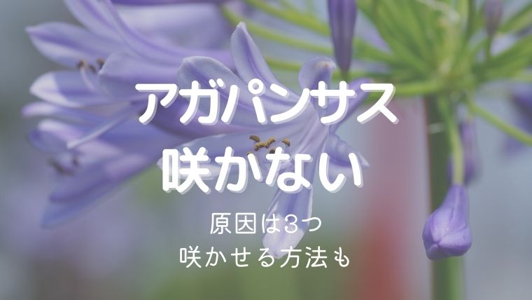 アガパンサスの花が咲かない原因3つ！咲かせるための対処法