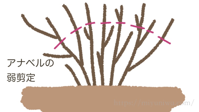 アナベルの剪定方法図解。弱剪定の切る位置