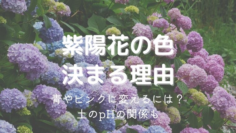 紫陽花の色が決まる理由！青やピンクに変えるには土のpHをどうする？