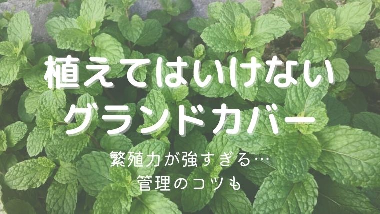 植えてはいけないグランドカバー8選！管理のコツを知って上手く付き合おう