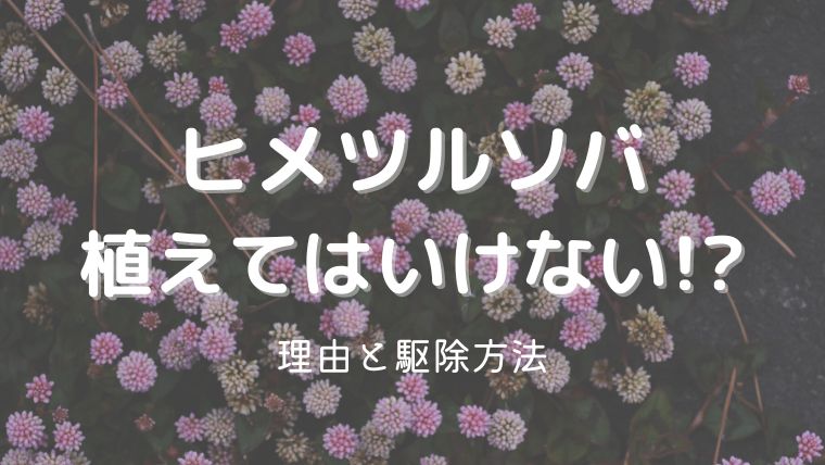 ヒメツルソバを植えてはいけない理由は繁殖力が強すぎるから！駆除方法は？