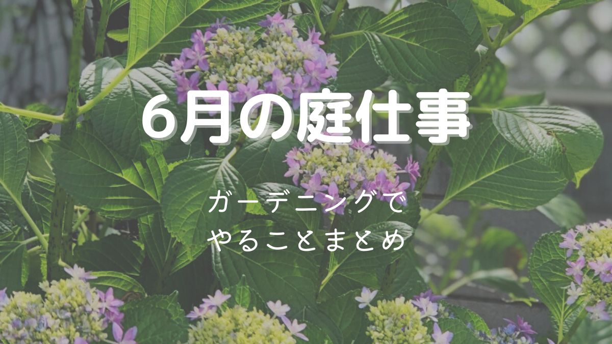 6月のガーデニング作業まとめ！梅雨時期にやるべき庭仕事をわかりやすく解説！