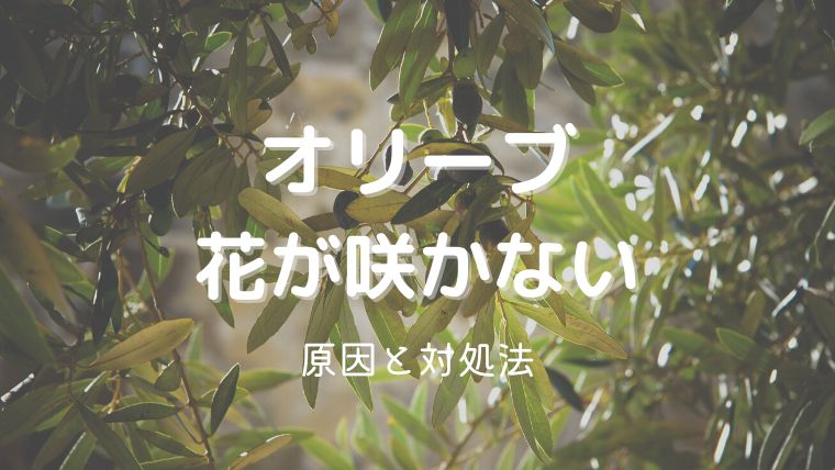 オリーブの花が咲かない原因4つと対処法！何年目に実がつく？