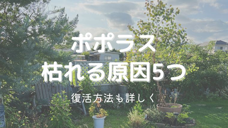 ポポラスが枯れる原因5つ！復活させた方法や枯らさないコツを実体験から解説