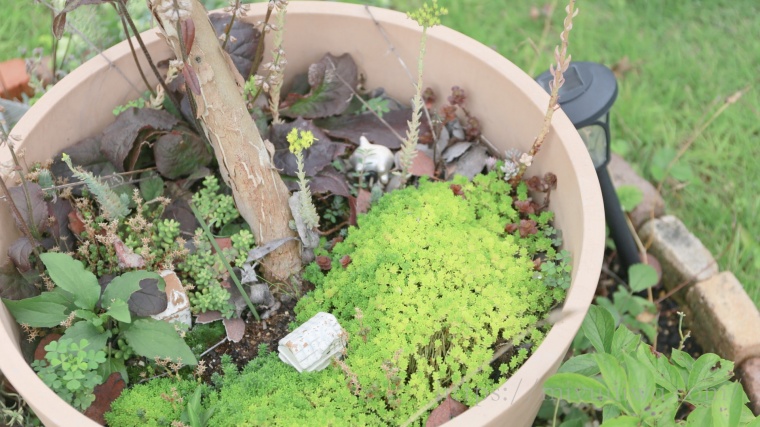 鉢植えのポポラスの株元にセダムをまいておくと保水効果に