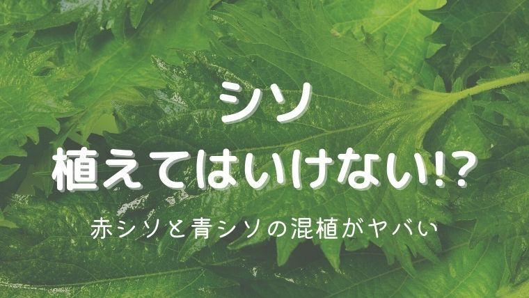 シソは植えてはいけない？赤しそと青しそを混植するとさらにヤバい！