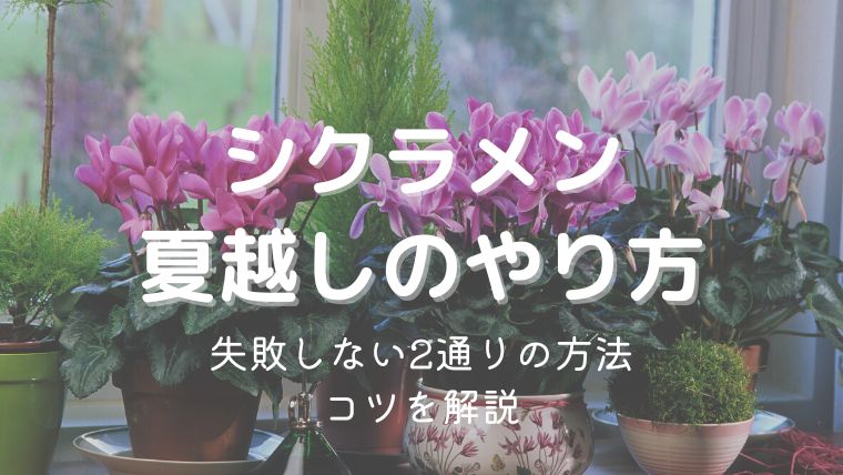 シクラメンの夏越し、成功は難しい？失敗しない2通りのやり方のコツを解説！